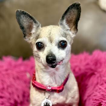 Apple -  Chihuahua Dog for Adoption in Santa Monica, California - Apple | PetCurious