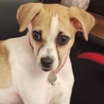 Dexter -  Mixed Breed Dog for Adoption in Green Valley, Arizona - Dexter | PetCurious
