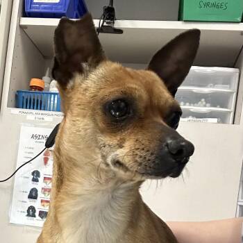 Chihuahua and Mixed Breed Dogs Available for Adoption in Matteson, Illinois - Samosa | PetCurious