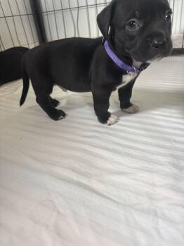 Cheddar - Mozzarella -  American Bulldog Dog for Adoption in Lakeland, Florida - Cheddar - Mozzarella | PetCurious