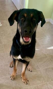 Rescue Great Dane and German Shepherd Dog Dogs for Adoption in Cary, North Carolina - Cowboy | PetCurious