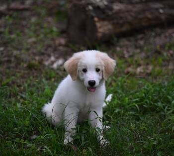 Vandy (Gloria Vanderbilt) Designer Doggos -  Great Pyrenees Dog for Adoption in Falmouth, Maine - Vandy (Gloria Vanderbilt) Designer Doggos | PetCurious