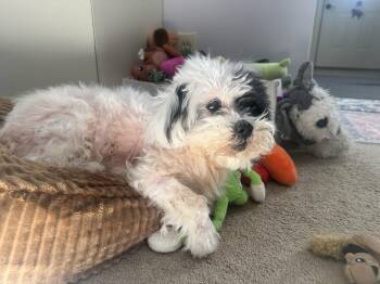 Shih Tzu Dogs Available for Adoption in Foster, Rhode Island - Cookie | PetCurious