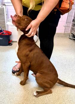 Crimson -  Pit Bull Terrier and Chocolate Labrador Retriever Dog for Adoption in Petersburg, Virginia - Crimson | PetCurious