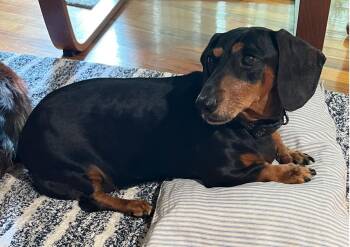 Rescue Dachshund Dogs for Adoption in Portland, Oregon - Lucy (Coming Soon) | PetCurious