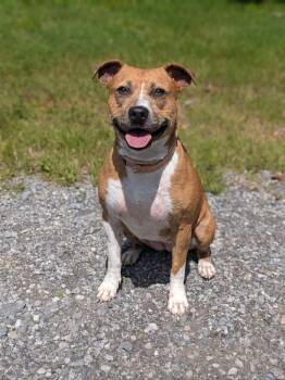 Mia -  Pit Bull Terrier Dog for Adoption in Springfield, Tennessee - Mia | PetCurious