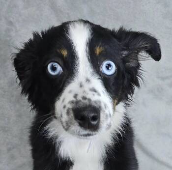 Oakey -  Australian Shepherd Dog for Adoption in Newport, Tennessee - Oakey | PetCurious