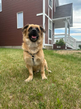 Rescue Belgian Shepherd Malinois and Corgi Dogs for Adoption in Calgary, Alberta - Mushu | PetCurious