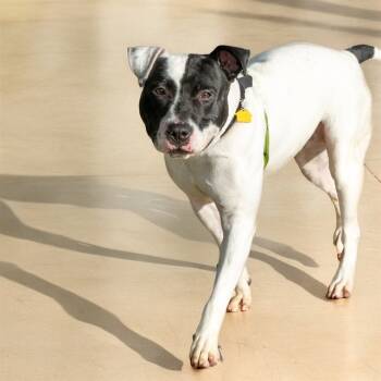 Rescue Pit Bull Terrier and Mixed Breed Dogs for Adoption in St. Louis, Missouri - SMOKEY | PetCurious