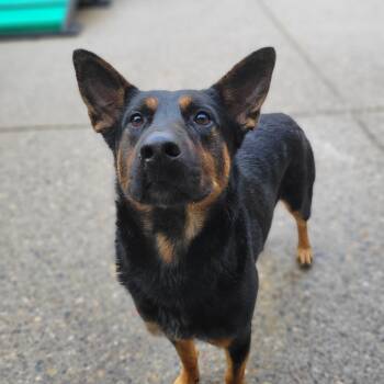 Rescue Mixed Breed Dogs for Adoption in Charleston, West Virginia - Dublin | PetCurious