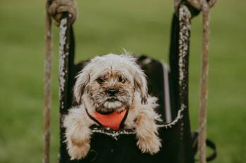 Flambeau -  Pug and Yorkshire Terrier Dog for Adoption in Waunakee, Wisconsin - Flambeau | PetCurious