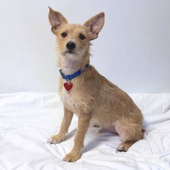 Ernie -  Mixed Breed Dog for Adoption in Medford, Oregon - Ernie | PetCurious