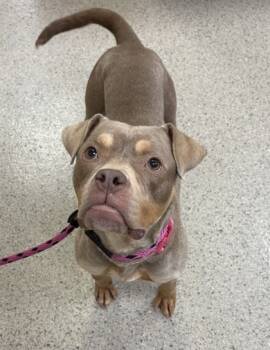 Rescue American Bulldog and Mixed Breed Dogs for Adoption in Fishers, Indiana - Magenta | PetCurious