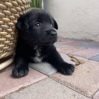 Iris (I litter) -  Australian Cattle Dog Blue Heeler Dog for Adoption in San Diego, California - Iris (I Litter) | PetCurious