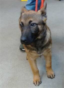 Belgian Shepherd Malinois Dogs Available for Adoption - MAX | PetCurious