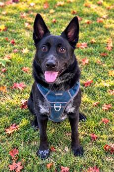 Loki -  Australian Cattle Dog Blue Heeler Dog for Adoption in Columbia, Maryland - Loki | PetCurious