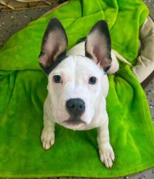 Piglet $500 -  Pit Bull Terrier and Mixed Breed Dog for Adoption in West Milwaukee, Wisconsin - Piglet $500 | PetCurious