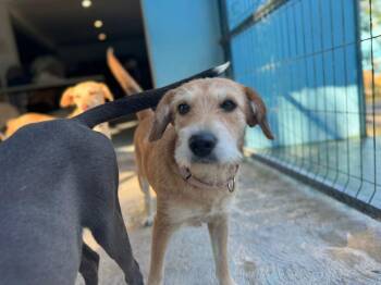 Wirehaired Terrier Dogs Available for Adoption - Poppy | PetCurious