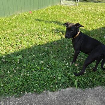 Posh Spice -  Pit Bull Terrier Dog for Adoption in Waldorf, Maryland - Posh Spice | PetCurious