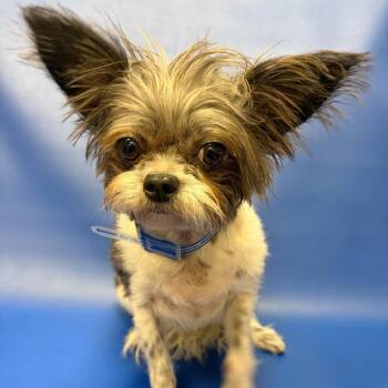 Shih Tzu and Chihuahua Dogs Available for Adoption - 240 (2026) Marge | PetCurious