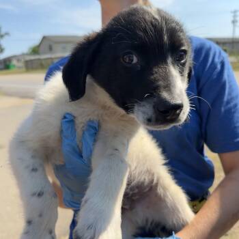 Great Pyrenees Dogs Available for Adoption in Columbia, South Carolina - Colsen | PetCurious