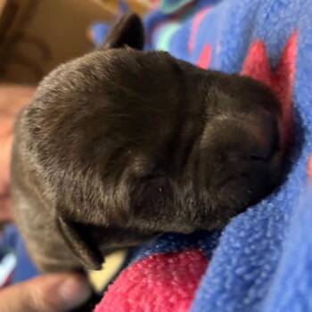 Border Collie Dogs Available for Adoption in Yuma, Arizona - Legend | PetCurious