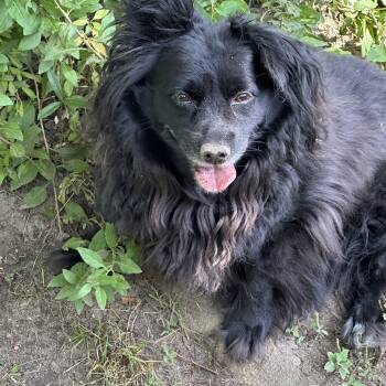 Rescue Pomeranian and Chihuahua Dogs for Adoption in Gloucester Point, Virginia - Tessa (D1955) | PetCurious