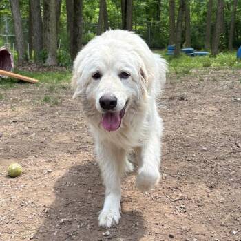 Freya -  Mixed Breed Dog for Adoption in Walker, Michigan - Freya | PetCurious