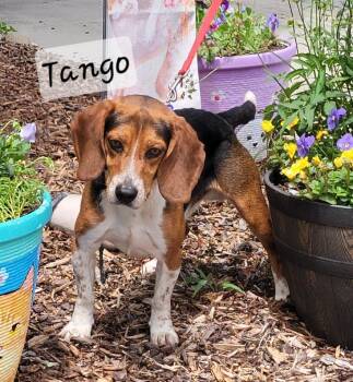 Tango -  Beagle Dog for Adoption in Prince Frederick, Maryland - Tango | PetCurious