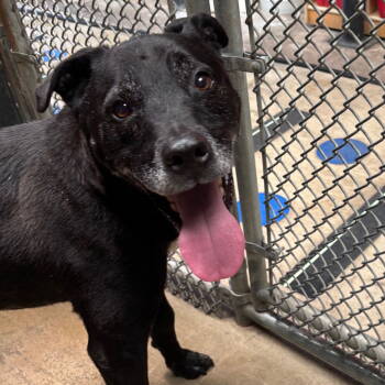 Rescue American Staffordshire Terrier Dogs for Adoption in Dallas, Texas - Xandy | PetCurious