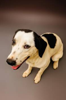 Rescue Border Collie Dogs for Adoption in Kearney, Nebraska - Pongo | PetCurious