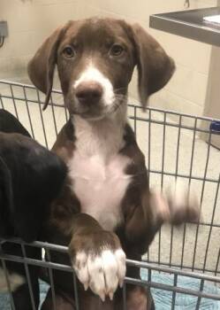 A430435 -  Labrador Retriever and Great Dane Dog for Adoption in Conroe, Texas - A430435 | PetCurious
