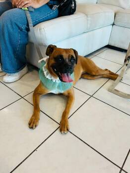 Rescue Mixed Breed and Boxer Dogs for Adoption in Palm Desert, California - Lizie | PetCurious
