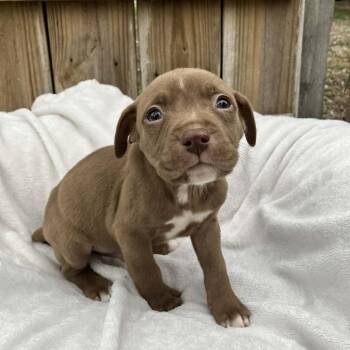 Mixed Breed Dogs Available for Adoption - Puppy6 | PetCurious