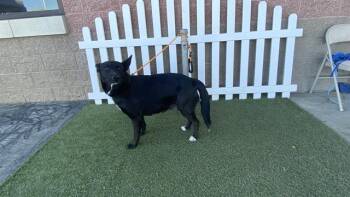 Border Collie and Mixed Breed Dogs Available for Adoption - MELODY | PetCurious