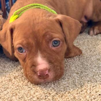 Pit Bull Terrier and Mixed Breed Dogs Available for Adoption in East St. Louis, Illinois - Agate | PetCurious