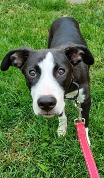 Leo -  American Staffordshire Terrier Dog for Adoption in Highland, New York - Leo | PetCurious