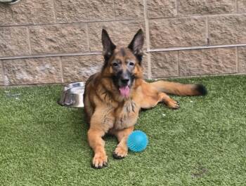Rescue German Shepherd Dog Dogs for Adoption in Derwood, Maryland - Loki | PetCurious