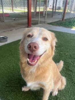 Raleigh -  Golden Retriever Dog for Adoption in Fayetteville, Arkansas - Raleigh | PetCurious