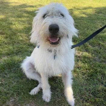 Rescue Poodle and Great Pyrenees Dogs for Adoption in Sonoma, California - Miss Lola | PetCurious