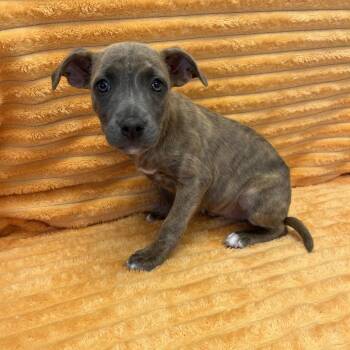 Katy Perry -  Labrador Retriever and Mixed Breed Dog for Adoption in Kanab, Utah - Katy Perry | PetCurious