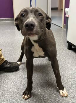 Pit Bull Terrier Dogs Available for Adoption in Jamestown, California - April | PetCurious