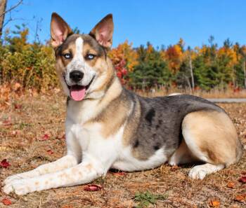 Atlas -  Husky and Cattle Dog Dog for Adoption in Cheboygan, Michigan - Atlas | PetCurious