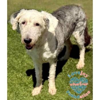 Wilson CORB -  Old English Sheepdog Dog for Adoption in Inglewood, California - Wilson CORB | PetCurious