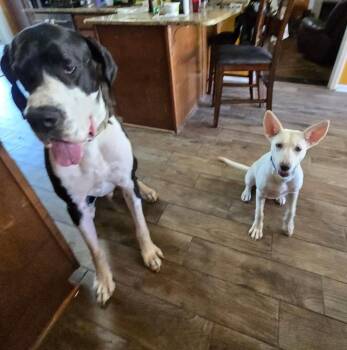 Lucy -  German Shepherd Dog Dog for Adoption in Princeton, Massachusetts - Lucy | PetCurious