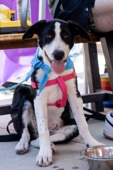 Miley -  Border Collie and Plott Hound Dog for Adoption in Denver, Colorado - Miley | PetCurious