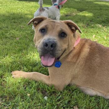Shar Pei Dogs Available for Adoption - Carolina | PetCurious