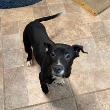 Rescue Black Labrador Retriever Dogs for Adoption in Homer, New York - Pepper | PetCurious