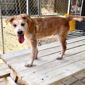 Star-Lord -  Chow Chow and Rottweiler Dog for Adoption in Lake Jackson, Texas - Star-Lord | PetCurious