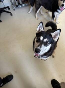 LULU -  Siberian Husky and Alaskan Malamute Dog for Adoption in Santa Cruz, California - LULU | PetCurious